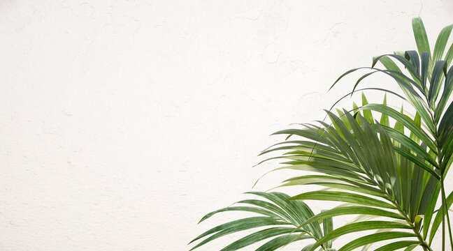 Kentia palm on white wall background. Fresh green tropical palm fronds or leaves