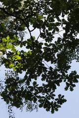 green leaves in the sky
