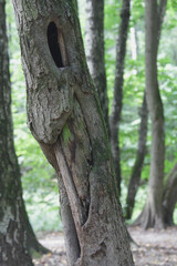 old tree with a hollowin in the forest