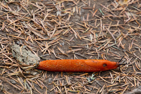 Bright orange red slug, also called Arion rufus or Rote Wegschnecke