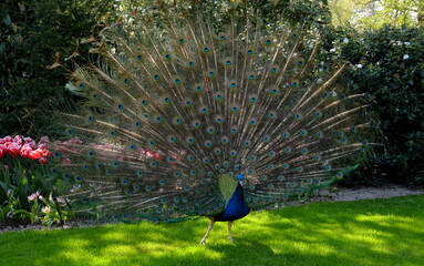 Obraz premium Rad schlagender Pfau