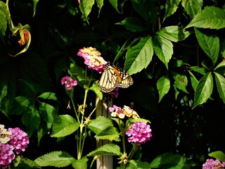 Beautiful Orange Butterfly in St Andrews, New-Brunswick, Canada! 