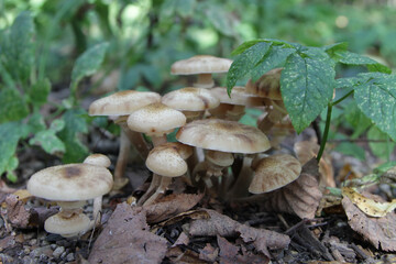 mushrooms in the grass