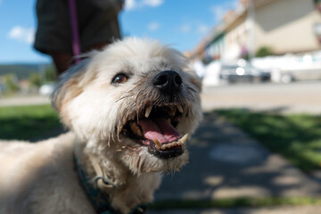 Pequeño perro blanco con la boca abierta