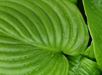 Fresh green leaf background, full screen image, selective focus