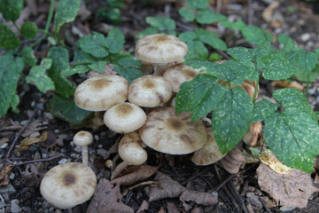 mushrooms in the forest