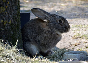 Grau-braunes Kaninchen im Auslauf