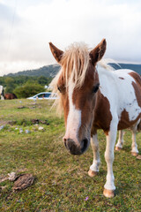 Obraz premium Caballo salvaje con manchas la sierra de Urbasa 