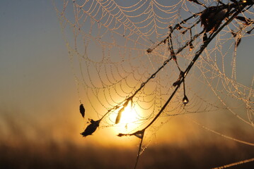 Amanecer con tela de araña