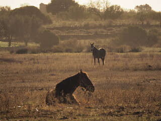 ALGARVE