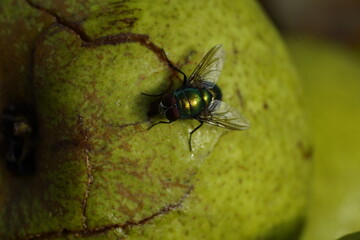 Green fly on white apple. Greem background.