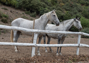 caballos duo