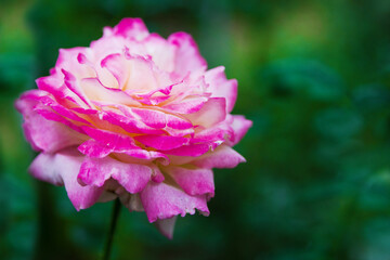 Photo of a single flower of the Pascal Sevran rose in the garden over green blurred background. Flower also known as Hybrid tea rose and Rosa Julia Adalyakces