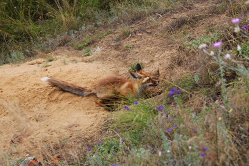 A young wild fox sits on the sand in a ravine at the entrance to her burrow and looks up