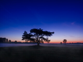 lonely tree at sunrise