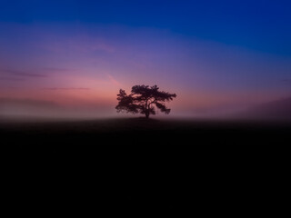 silhouette of a tree at sunrise