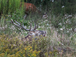 deer in the forest