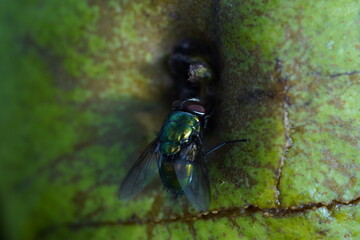 Green fly on white apple. Greem background.