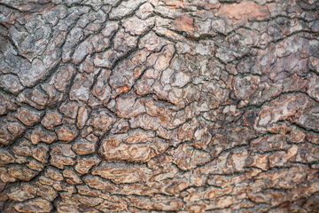 bark of a tree