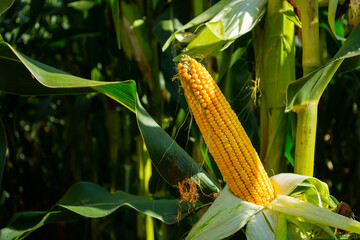 field of corn in the period of milk grain ripeness. silage litter time