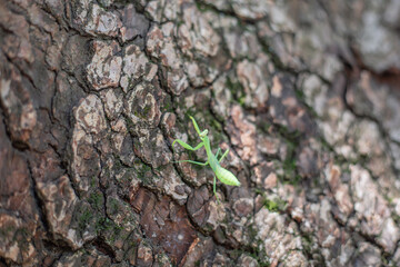 praying mantis on a tree