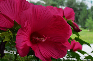 lovely pink hibiscus flowers in city park