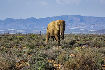 African bush elephant (Loxodonta Africana) in South Africa. 