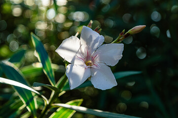 A white pink Nerium Oleander close up