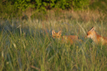 Two young fox cubs are standing in the grass, one of them looks at the camera, the second looks to the side