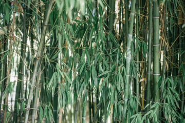 Obraz premium green grass in the wind bamboo