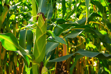 Fototapeta premium field of corn in the period of milk grain ripeness. silage litter time