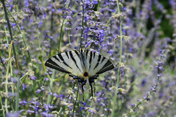 rare butterfly sailboat podaliry
