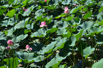 lotus fields in the Astrakhan region, Russia