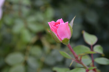 a bud of a gentle pink rose in the garden