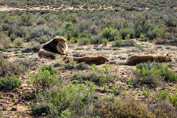 African Lion (Panthera leo) resting in the grass. South Africa.