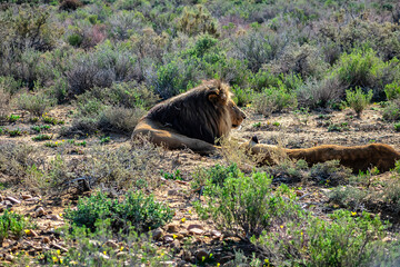 African Lion (Panthera leo) resting in the grass. South Africa.