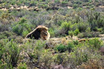 African Lion (Panthera leo) resting in the grass. South Africa.
