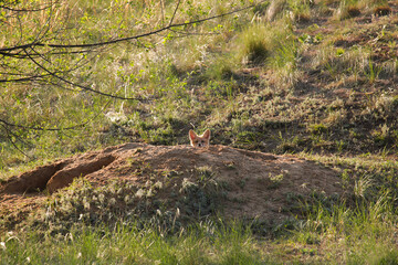 A young fox cub looks frightened out of a hole in the distance. Green grass is visible all around