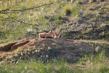 Two young fox cubs are sitting near their burrow in the sand. One of them is looking at the camera, the other is looking away.