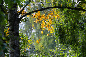 Yellow birch leaves in autumn