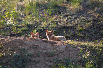 Two young fox cubs are sitting on the sand at the entrance to their hole, they are looking at the...
