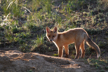 Naklejka na ściany i meble A young fox stands near the hole and looks at the camera in surprise