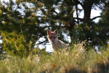 Obraz premium The illuminated fox cub sits in the grass against the background of trees and looks at the camera, in the foreground the grass