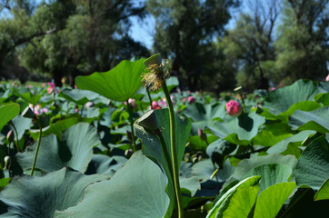 lotus pods on the field