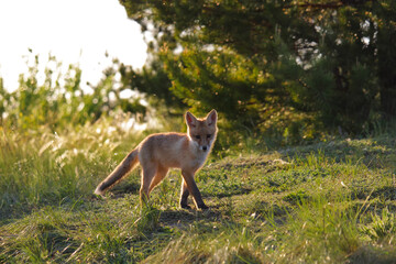 A young fox lit by the sun stands in the grass against the background of trees and sky and looks at the camera