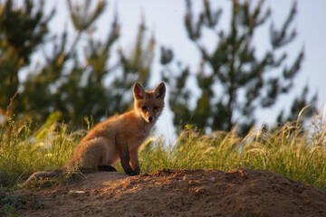 Naklejka na ściany i meble A young fox cub are sitting near their burrow in the sand and looking at the camera