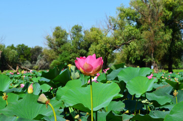 lotus fields in the Astrakhan region, Russia