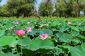 lotus fields in the Astrakhan region, Russia