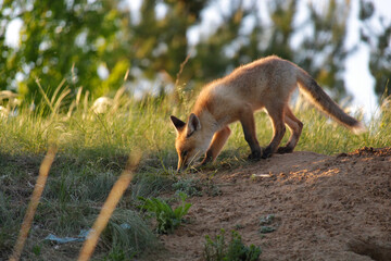 A young fox stands on the sand near the burrow and sniffs something on the ground