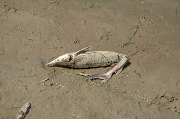 dead sterlet on the river bank
